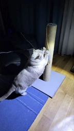 Высокая кошачья когтеточка столбик для кошек котика 82см серая фото от покупателей 2