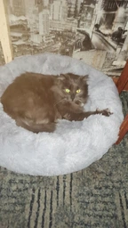 Лежанка для кошек и собак AdeleCat жовта, 60 х 60 х 19 см