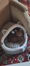 Лежанка будиночок для котів і маленьких собак до 10кг 42 x 42 x 35 см L з подушкою Сірий з вушками
