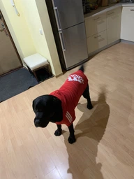 Толстовка для собак Adidog 2XL Синий фото от покупателей 6