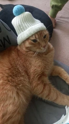 Сухой корм для кошек Purina Friskies Indoor с курицей и овощами 1.5 кг (7613031341887) фото от покупателей 1