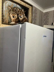Холодильник Gorenje RK4162PW4 Gorenje RK4162PW4 952810 фото от покупателей 1