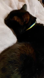 Ошейник для котов нейлоновый Collar WAUCAT c QR паспортом Colors of freedom пластиковый фастекс XS 20 - 30 см (5210-4020Collar) фото от покупателей 1