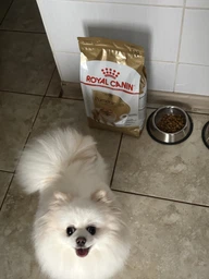 Сухой корм для собак породы померанский шпиц Royal Canin Pomeranian Adult 3 кг