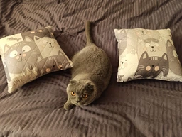 Подушка декоративная Руно Grey Cat антиаллергенное волокно 40х40 см (Р311.52_Grey Cat) фото от покупателей 1