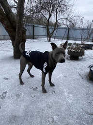 Толстовка для собак Adidog 2XL Синий фото от покупателей 4