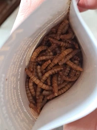 Борошняний хрущак сухий натуральний Буся Mealworm. Пакет 20г фото від покупців 1