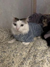 Флісова кофта для котів (кішок) Фараон M Сіро-голубий