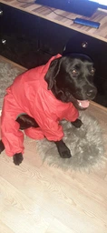 Комбінезон для собак Pet Fashion «RAIN» S (червоний)