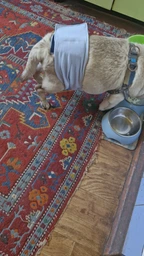 Пояс гигиенический для кобелей WAUDOG Vet на липучке L, А 50-58 см Серый (674411collar)