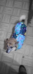 Жилет для собак Pet Fashion Grass XS фото от покупателей 2