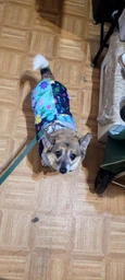 Жилет для собак Pet Fashion Grass XS фото от покупателей 1