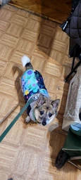 Жилет для собак Pet Fashion Grass XS