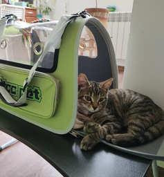 Сумка переноска для кота кошки котенка собаки домашних животных до 8 кг прозрачная с ремешком на плечо кошачьи сумки для переноски котов кошек собак котят серая 45×28×28 см (002294) фото от покупателей 9