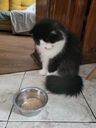 Вологий корм для кошенят Моніка Baby Kitten добірне м'ясо качки 85 г