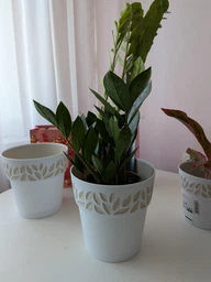 Zamio Zamiifolia Замиокулькас замиофолия14см горшок, 60см высота фото от покупателей 9