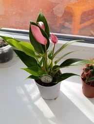 Растение Антуриум Лилли (Anthurium Lilli) в горшке 10 см, высотой 25-35 см, с цветками. фото от покупателей 2