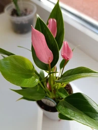 Растение Антуриум Лилли (Anthurium Lilli) в горшке 10 см, высотой 25-35 см, с цветками. фото от покупателей 1