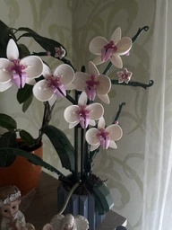 Конструктор Орхидея 608 деталей Ботаническая коллекция Набор Botanical Orchid Оригинальный подарок девушке и маме конструктор цветы
