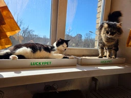 Царапка ЭКО "Подиум мини" картон LuckyPet, 24x50x5