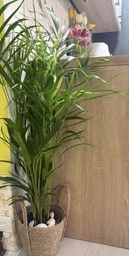 Пальма Dypsis lutescens