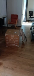 Розумний автоматичний лоток для котів iHunt Smart Cat Litter V1 з самоочищенням і фільтрацією запахів фото від покупців 4
