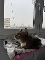Лежанка для кота оконная VMHouse лежачок гамак для кошки спальное место на присосках розовый (0014-0004) фото от покупателей 5