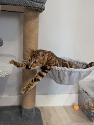 Кігтеточка для кота кішки котика дряпка царапка Мур Мяу Едем 50 х 50 х 82 см кутова вертикальна котяча точилка для кігтів котів кішок котиків у джутовій мотузці сірий МТ з лежанкою та клубочком дражнилкою котячі кігтеточки фото від покупців 1