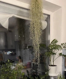 Тиландсия атмосферная уснеподобная (Tillandsia usneoides), Луизианский мох фото от покупателей 3