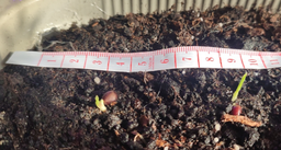 Насіння Пальма вiялова Вашингтонiя 5нас GL Seeds фото від покупців 1