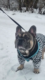 Худі для собак DogClub Wix XXL Black