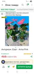 Антуриум. Сорт - Arisa Pink фото от покупателей 3