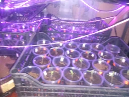 Фитолента 5 метров фито лампа лента светодиодная ультрафиолетовая для комнатных растений рассады цветов орхидей микрозелени, від мережі 220V model 2 фото от покупателей 11