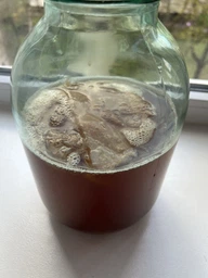 Продукт Чайний гриб KomBUCHA BOX 1 шт на 3л банку фото від покупців 3