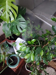 Зволожувач повітря великий для дому Humidifier настільний з аромадифузором 4Л фото від покупців 8