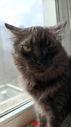 Сухой корм для котов Purina Pro Plan Sterilised Renal Plus с индейкой 1.5 кг (НФ-00000360)