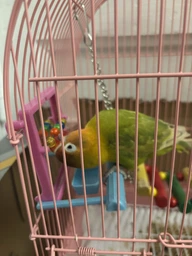 Игрушка для попугаев, зеркало с жердочкой, пластик Flamingo MIRROR PERCH (100291)
