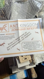 Муравьиная ферма ANTKingdom Комплект MEDIUM S Коричневая 19х10х6,3 см - Формикарий фото от покупателей 3