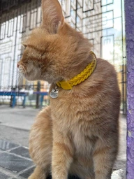 Адресник для Котов BronzeDog из Нержавеющей Стали Довольный Котик Серебристый 20*19 мм (90361)