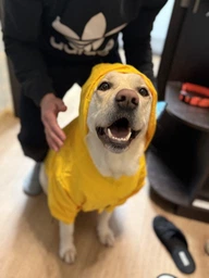 Куртка-дощовик для собак Noble Pet Moss Yellow M-Short (M4108/M-Short) фото от покупателей 1