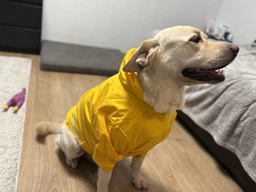 Куртка-дощовик для собак Noble Pet Moss Yellow M-Short (M4108/M-Short)