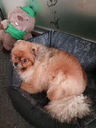 Лосьйон заспокійливий для собак DERMagic Skin Rescue при алергіях, лупі, свербіжі, 118 мл