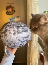 Морський котик