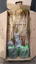 Керія японська махрова "Pleniflora" ( горшок 0.5 л.) фото от покупателей 2