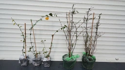 Керія японська махрова "Pleniflora" ( горшок 0.5 л.) фото от покупателей 1
