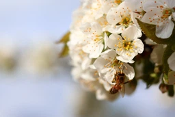 Canon RF 50mm f/1.8 STM (4515C005) фото от покупателей 4