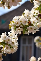 Canon RF 50mm f/1.8 STM (4515C005)