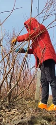 Секатор аккумуляторный садовый электрический портативный электросекатор мощный веткорез в кейсе Vollyx + 2 аккумулятора 21V кусторез с индикатором заряда и счетчиком срезов, синий-черный фото от покупателей 4