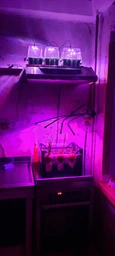 Фитолампа для растений на 4 ветки светодиодная LED с таймером USB 20Вт, настольная лампа для роста и цветения, комнатных и тепличных растений с клипсой-зажимом и USB питанием, красный, фиолетовый и синий свет Черная LP-418