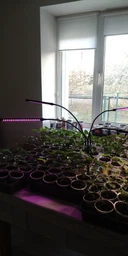 Фитолампа USB для роста растений на 4 лампы с подставкой, светодиодная LED фито лампа светильник для комнатных цветов, рассады, орхидей фото от покупателей 4